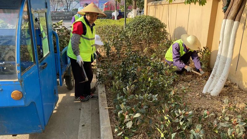 冷季型草坪卷：批发价格背后的考量因素**